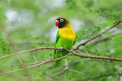 Lovebird Berkerah Kuning (Bertopeng): Kepribadian, Gambar, Makanan & Panduan Perawatan