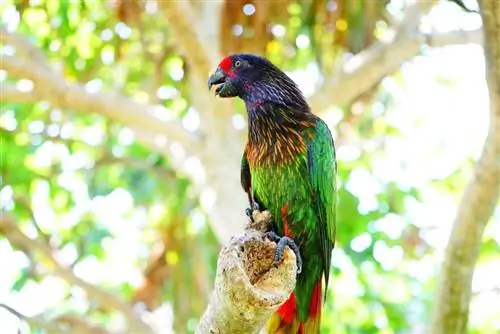 Zašto papagaji pričaju? 3 glavna objašnjena razloga