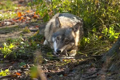 Hvad spiser ulve? Ernæringsmæssige fakta med hundesammenligning