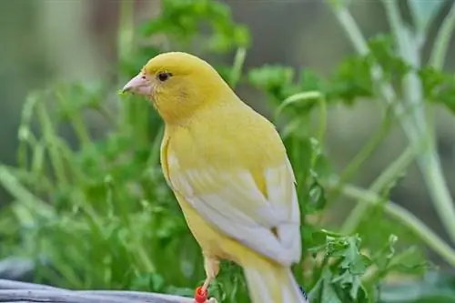 Les 10 millors espècies d'ocells per a mascotes de baix manteniment (amb imatges)