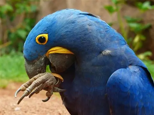10 είδη ειδών μπλε παπαγάλων: που κάνουν υπέροχα κατοικίδια (με φωτογραφίες)
