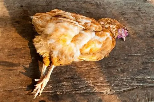 Død kylling i gården: Her er hvad du skal gøre (trin-for-trin guide)