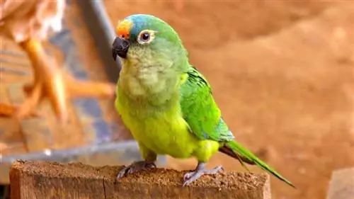 9 Jenis Spesies Parrot Kecil (Dengan Gambar)