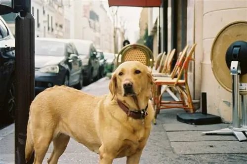 Topp 15 mest populære hunder i Frankrike i 2023 (med bilder)