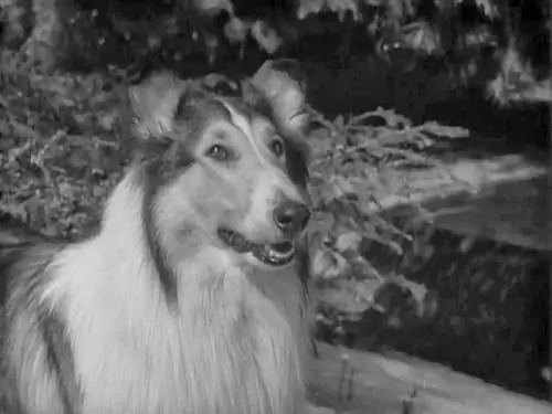 Quina raça de gos era Lassie? Fets de personatges famosos de televisió & PMF