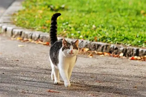 Kako skrbeti za zlorabljeno mačko? 12 nasvetov, ki jih je odobril veterinar