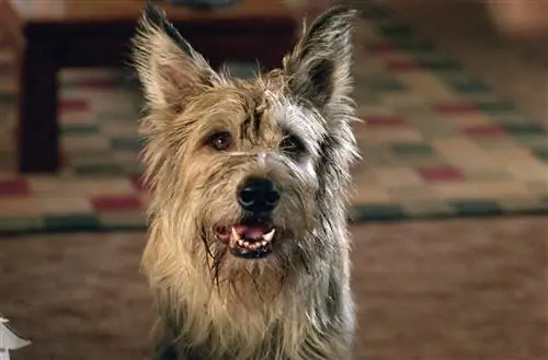 Milyen fajta kutya az a Winn Dixie? Híres film kölyökkutya