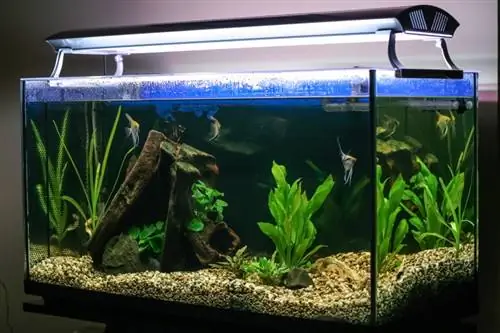 8 лучших аквариумных фильтров для больших аквариумов в 2023 году – отзывы & Руководство покупателя