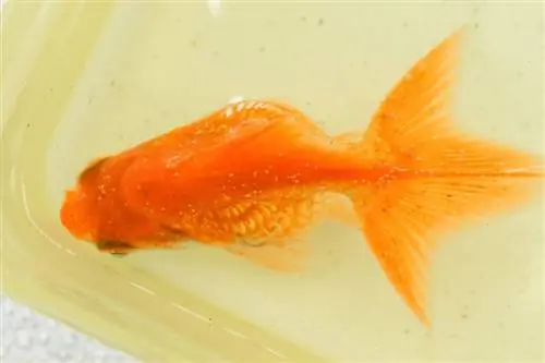 Watonai Goldfish: מדריך טיפול, זנים, תוחלת חיים & עוד (עם תמונות)