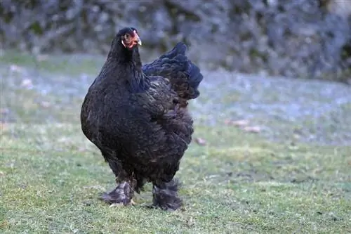 Cochin Chicken: Mga Katotohanan, Mga Gamit, Pinagmulan & Mga Katangian (may mga Larawan)