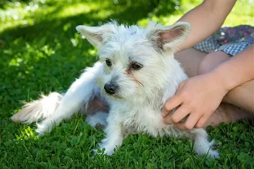 Cómo limpiar las manchas de lágrimas de perro en 5 sencillos pasos