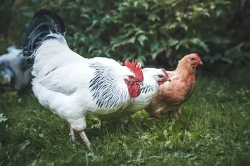 Sussex Chicken: Obrázky, informace, vlastnosti a průvodce péčí