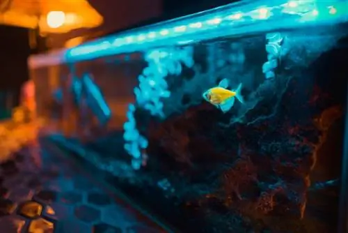 7 Pinakamahusay na Aquarium UV Sterilizer noong 2023 – Suriin ang & Gabay sa Mamimili
