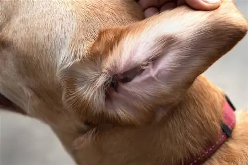 11 עובדות מרתקות על אוזני הכלב שלך: וטרינר בדק עובדות & שאלות נפוצות