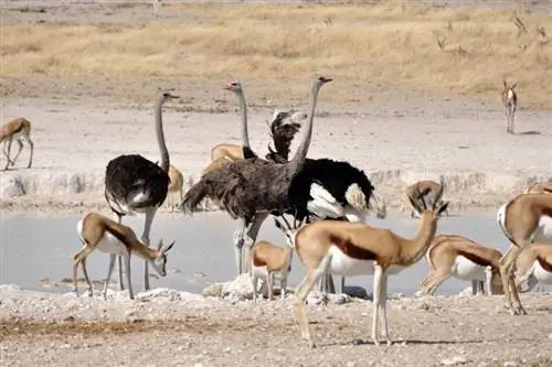 Gazelles & Burung Unta: Hubungan Simbiotik