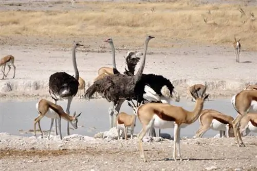 Gazellen & Struisvogels: een symbiotische relatie