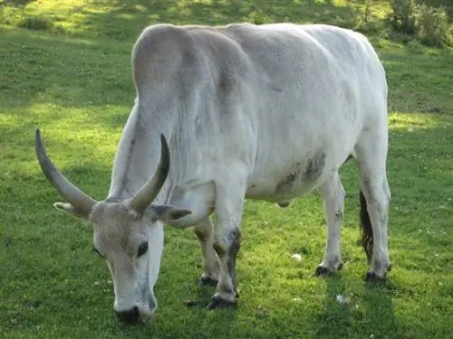 Zebu goveda: činjenice, upotreba, podrijetlo & Karakteristike (sa slikama)