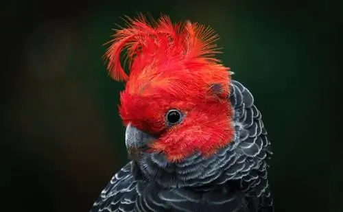 Gang-Gang Cockatoo: személyiség, képek, étel & Gondozási útmutató