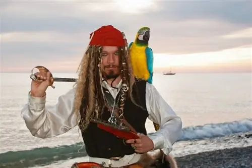 Jesu li pirati stvarno držali papige kućne ljubimce? Mitovi & Istražene činjenice