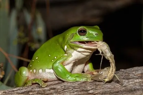 מה אוכלות צפרדעי עצים בטבע וכחיות מחמד? דיאטה & עובדות בריאות