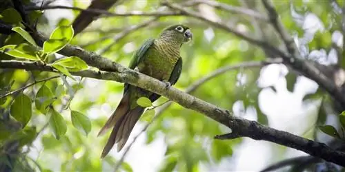 Maroon-Bellied Conure – Personality, Food & Care Guide