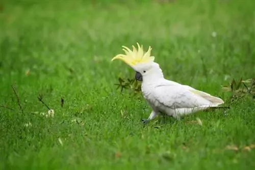 Cockatoo Lub Npe: 500 Ntxiv Lub Tswv Yim Zoo rau Koj Cov Phooj Ywg Feathery