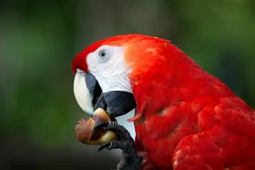 Cov zaub mov twg tuaj yeem noj Macaws? Khoom noj khoom haus Facts & FAQ