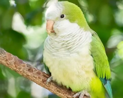 Dlaczego papugi kwakrów są nielegalne w niektórych stanach? Fakty & Często zadawane pytania