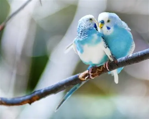 Zakaj se papagaji poljubljajo? 6 razlogov