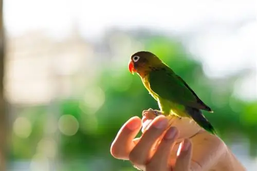 17 sinais de que seu pássaro de estimação confia em você: o comportamento das aves explicado