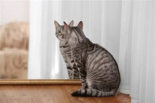 האם חתול מזהה את עצמו במראה? תגובות & מדע