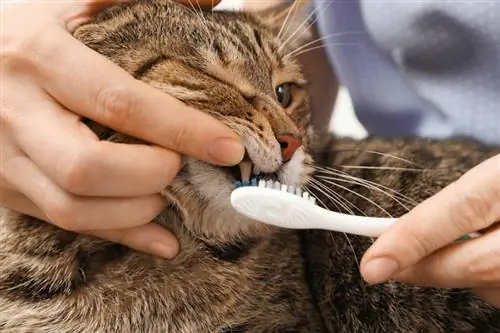 Koliko košta čišćenje zuba kod mačke? (Vodič za cijene 2023.)
