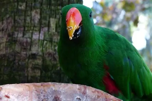 Çfarë hanë papagajtë në natyrë dhe si kafshë shtëpiake? Fakte ushqyese & FAQ
