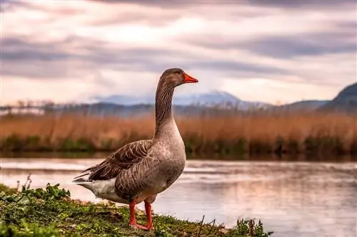 מה אווזים אוכלים בטבע וכחיות מחמד? עובדות תזונתיות & שאלות נפוצות