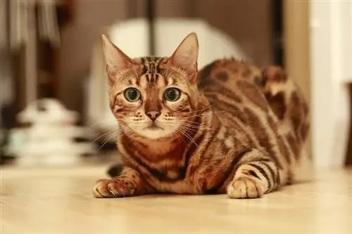 Miksi kissani tassuu tasaisilla pinnoilla? 5 tyypillistä syytä