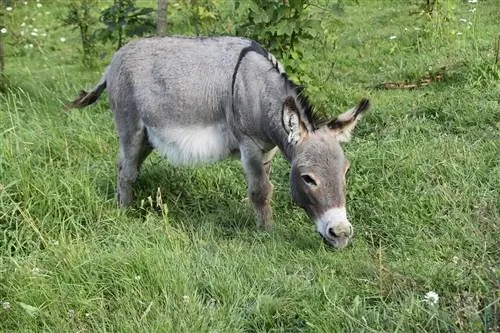 O que os burros comem na natureza e como animais de estimação? Informações Nutricionais & FAQ