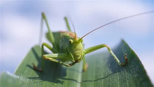 Hvad spiser græshopper? Ernæringsmæssige fakta & FAQ