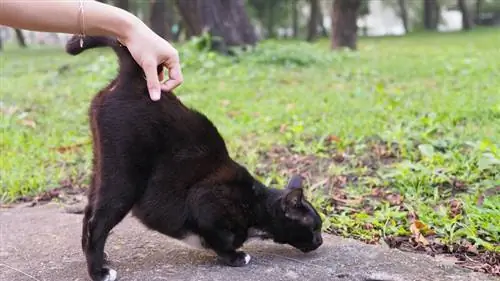 5 arsyet tipike pse macja juaj ngre bishtin kur e përkëdhelin