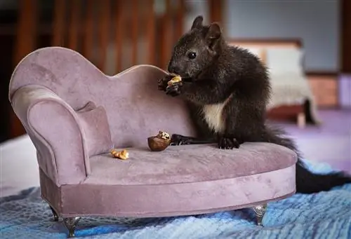 Ce mănâncă veverițele? Informații nutriționale & Întrebări frecvente