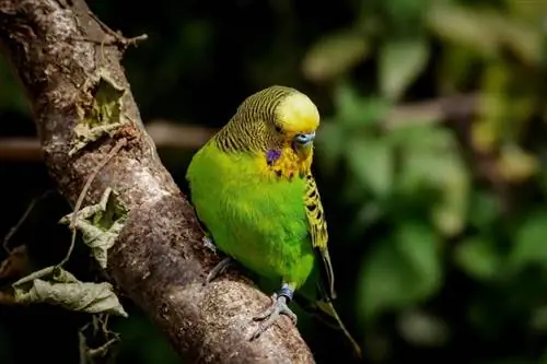 10 mest prisvärda papegojor att hålla som husdjur (med bilder)