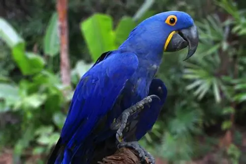 Hyacinth Macaw: Traits, History, Food & Kujdesi (me foto)