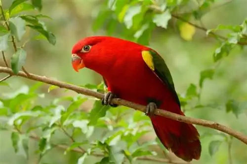 Hvorfor nyser min papegøje? 7 almindelige årsager & Hvad skal man gøre
