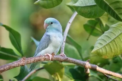 6 almindelige papegøjesundhedsproblemer: dyrlægeforklarede sygdomme & Sygdomme