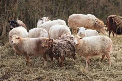 15 cele mai bune rase de oi pentru producția de lână (cu imagini)