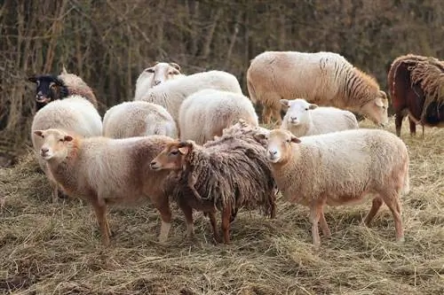 15 najlepších plemien oviec na výrobu vlny (s obrázkami)