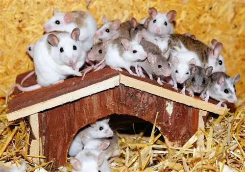 7 vrst hišnih miši (s slikami)