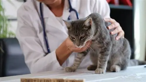 Macska felső légúti fertőzése: Állatorvos által magyarázott jelek, okok & Kezelési lehetőségek