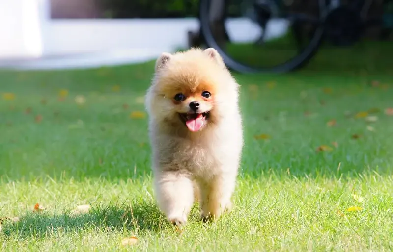 Ceașcă Pomeranian: Poze, Ghid de îngrijire, Temperament & Trăsături