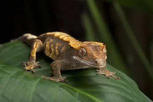 8 seltenste Gecko-Morphs mit Haube (mit Bildern)