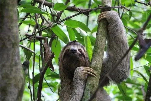 Gumagawa ba ng Magagandang Alagang Hayop ang mga Sloth? Legalidad, Etika & Mga FAQ